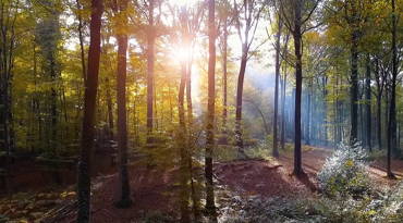 Environment & Community
